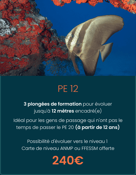 pe-12